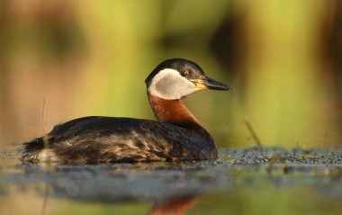 Doğal ortamlarında Kızıl boyunlu batağan