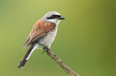 Kızıl sırtlı örümcek kuşu görünümünü kapat