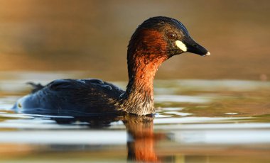Gölet, şirin küçük batağan görünümü kapatın