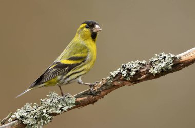 İskete (Carduelis spinus) yakından
