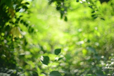 Bokeh daireleri ile odaklanmış yeşil soyut arkaplan