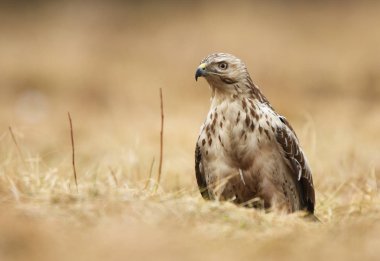 Doğal ortamlarında güzel bayağı şahin