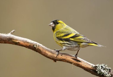 İskete (Carduelis spinus) yakından
