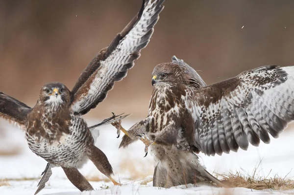 Buzzards Comuns Lutando Habitat Natural — Fotografia de Stock