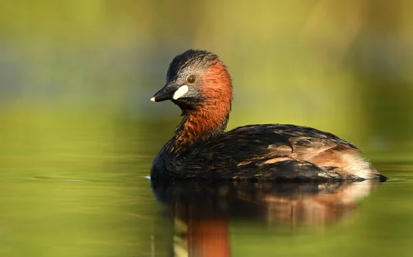 Carino Piccolo Grebe Stagno Vista Vicino — Foto Stock