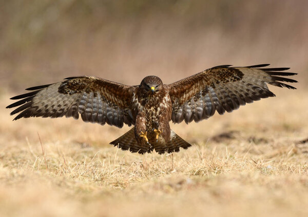 Beautiful Common buzzard in natural habitat