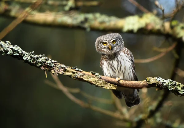 Eurasian Pygmy Owl Glaucidium Passerinum — Stock Photo, Image