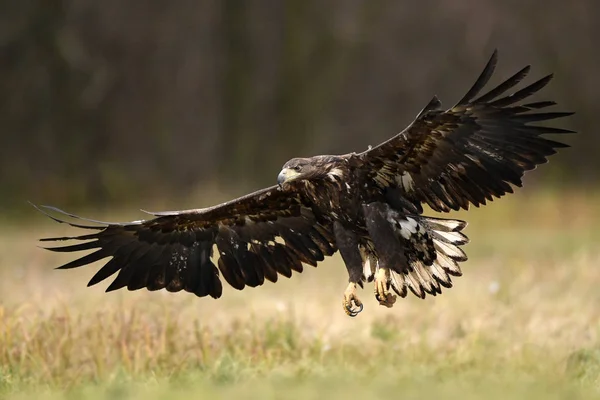 Aquila Dalla Coda Bianca Habitat Naturale — Foto Stock