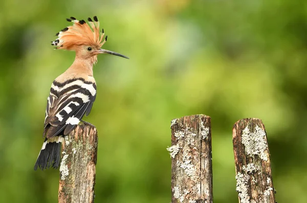 Eurasian Hoopoe Common Hoopoe Natural Habitat — Stock Photo, Image