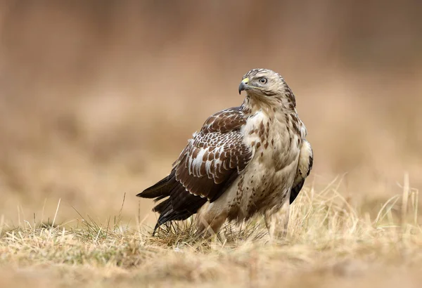 Beautiful Common Buzzard Natural Habitat — Stock Photo, Image