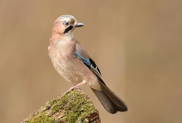 Close View Eurasian Jay Natural Habitat — Stock Photo, Image