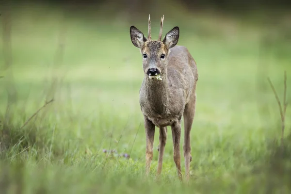 Cute roe deer in natural habitat