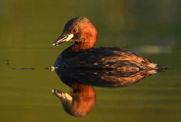 Carino Piccolo Grebe Stagno Vista Vicino — Foto Stock