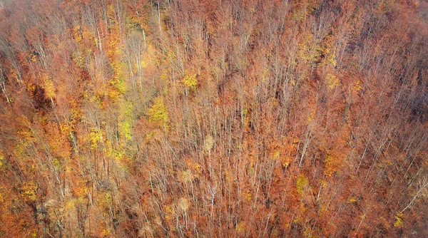 Paisaje Aéreo Árboles Otoñales —  Fotos de Stock