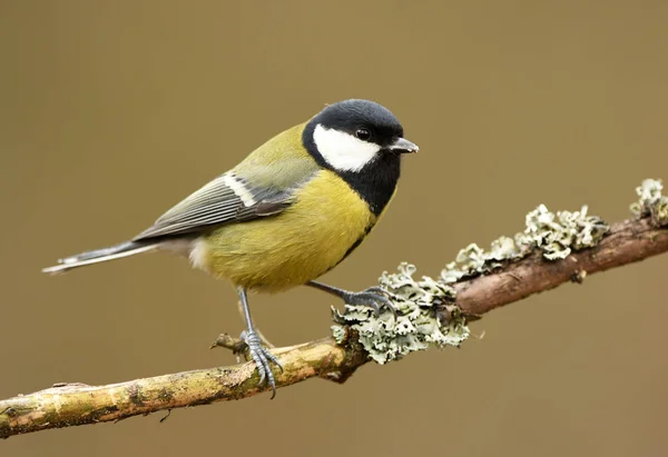 Kohlmeise Parus Major — Stockfoto