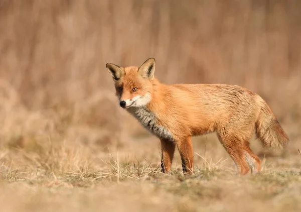 Close Van Fox Natuurlijke Habitat — Stockfoto