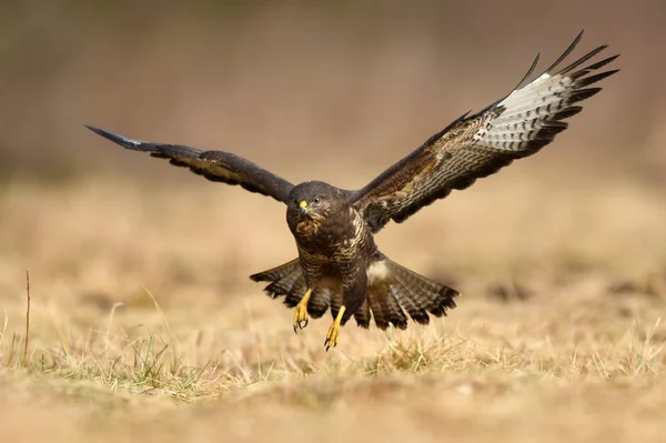 Bela Buzzard Comum Habitat Natural — Fotografia de Stock