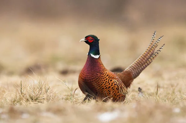 Крупним Планом Подання Фазан Ringneck Природному Середовищі Існування — стокове фото