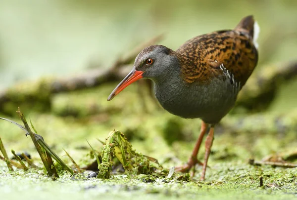 Lindo Riel Agua Hábitat Natural — Foto de Stock