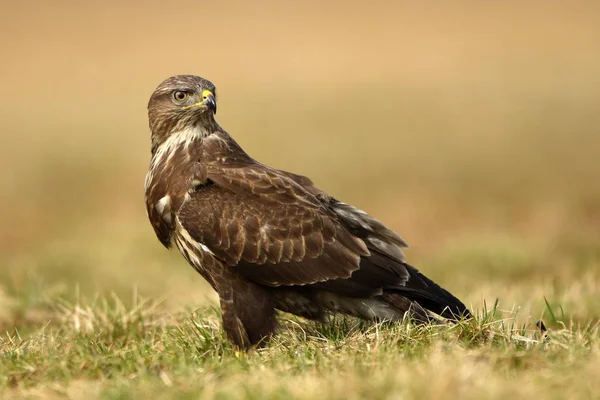 Mooie Buizerd Natuurlijke Habitat — Stockfoto