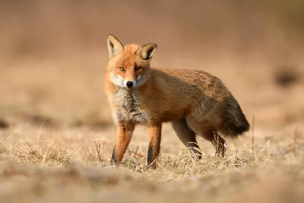 Close Van Fox Natuurlijke Habitat — Stockfoto