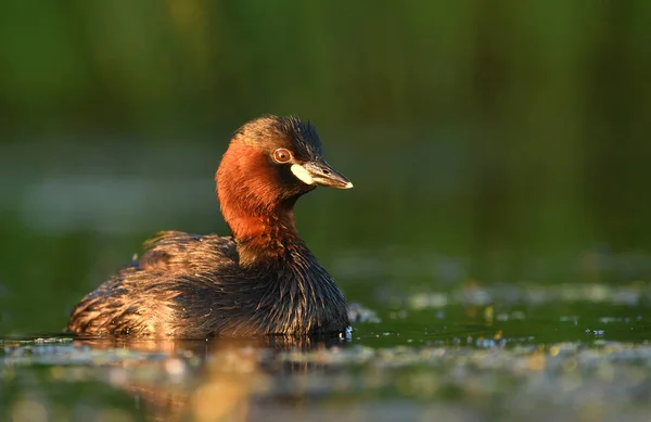 Carino Piccolo Grebe Stagno Vista Vicino — Foto Stock