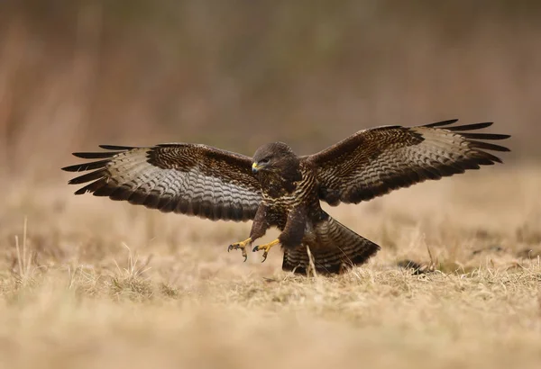 Bellissima Poiana Comune Habitat Naturale — Foto Stock