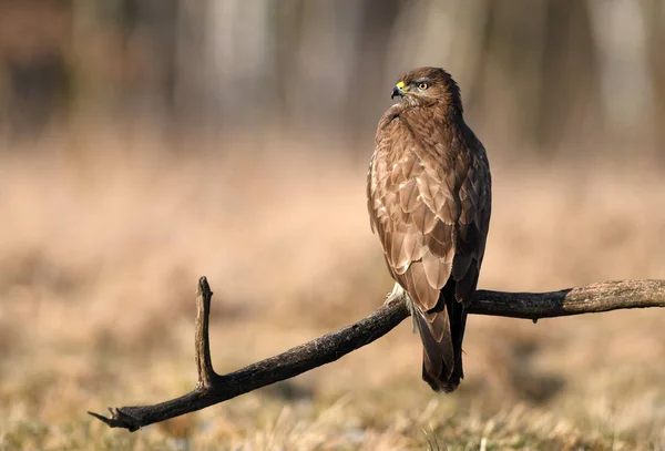 Mooie Buizerd Natuurlijke Habitat — Stockfoto