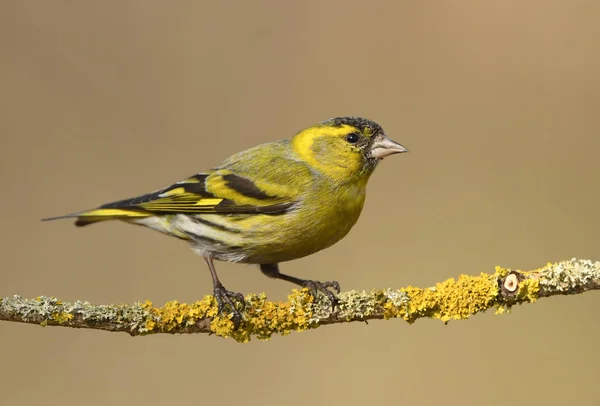 Siskin Carduelis Spinus Close — Stock Photo, Image