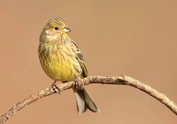 Close View Yellowhammer Blurred Background — Stock Photo, Image