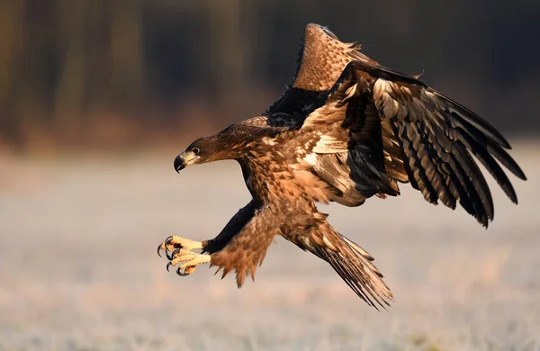 Aquila Dalla Coda Bianca Habitat Naturale — Foto Stock