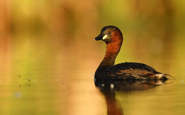 Carino Piccolo Grebe Stagno Vista Vicino — Foto Stock