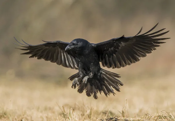 Vista Cerca Del Cuervo Negro Hábitat Natural — Foto de Stock