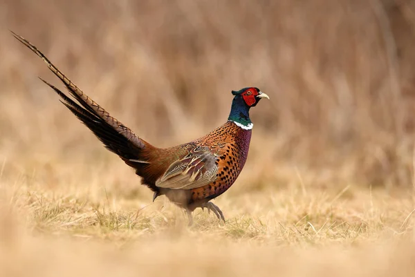 Крупним Планом Подання Фазан Ringneck Природному Середовищі Існування — стокове фото