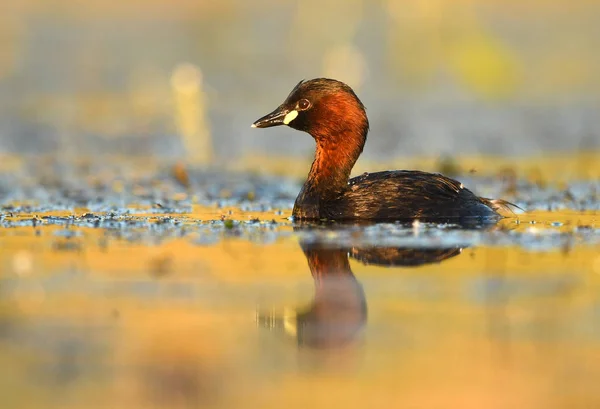 Carino Piccolo Grebe Stagno Vista Vicino — Foto Stock