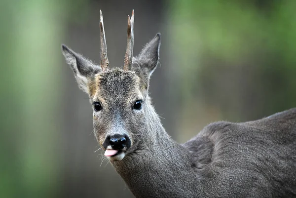 Cute roe deer in natural habitat