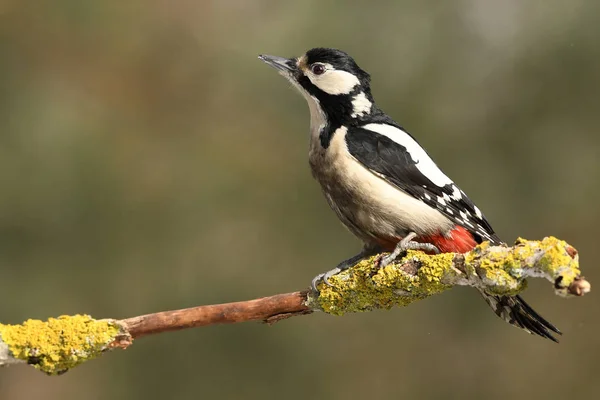 Gran Pájaro Carpintero Manchado Vista Cerca — Foto de Stock