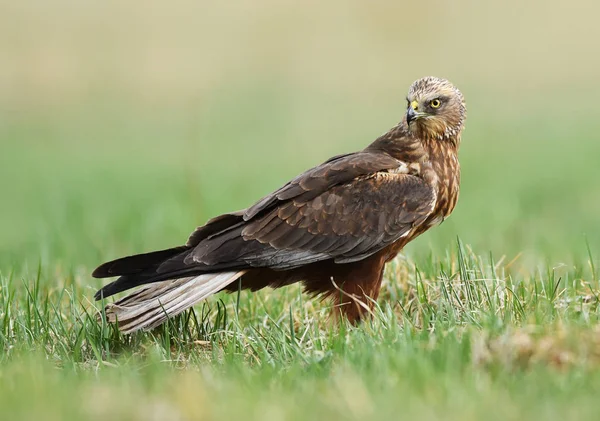 Marsh Harrier Natural Habitat Close View — Stock Photo, Image