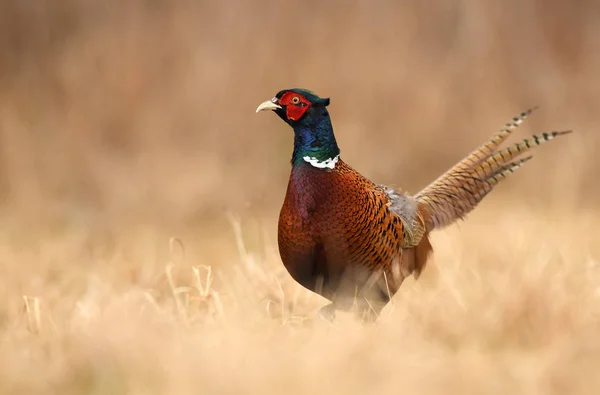 Крупним Планом Подання Фазан Ringneck Природному Середовищі Існування — стокове фото