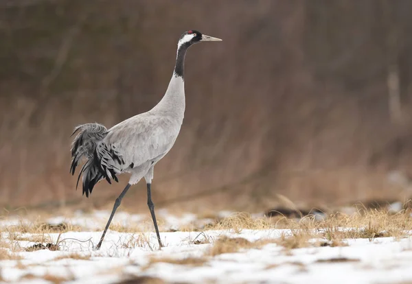 Grue Commune Dans Habitat Naturel — Photo