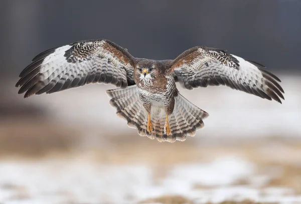 Beautiful Common Buzzard Natural Habitat — Stock Photo, Image