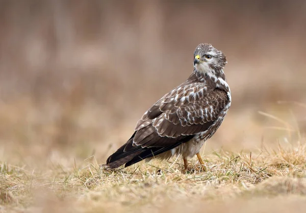 Bela Buzzard Comum Habitat Natural — Fotografia de Stock