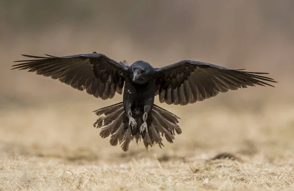 Vue Rapprochée Corbeau Noir Dans Habitat Naturel — Photo