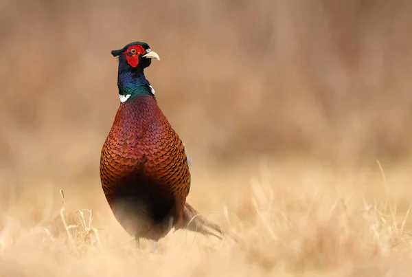 Крупним Планом Подання Фазан Ringneck Природному Середовищі Існування — стокове фото