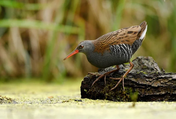 Cute Water Rail Natural Habitat — Stock Photo, Image