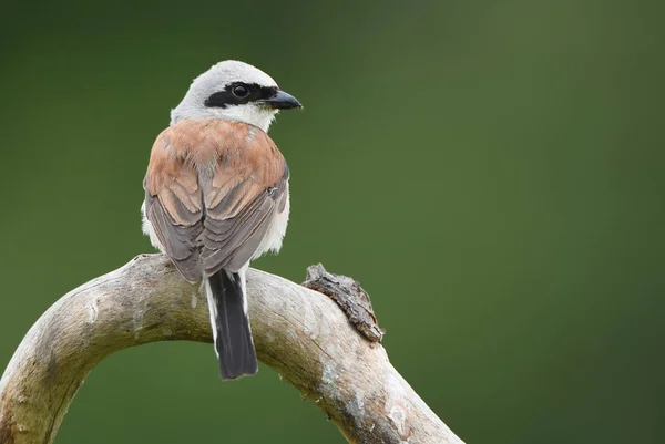 Visão Close Shrike Com Apoio Vermelho — Fotografia de Stock