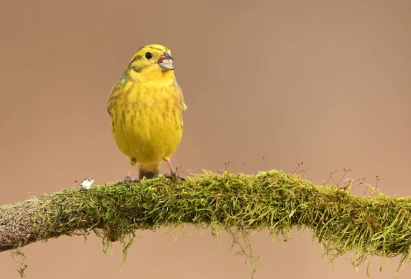 Vista Cerca Yellowhammer Sobre Fondo Borroso — Foto de Stock