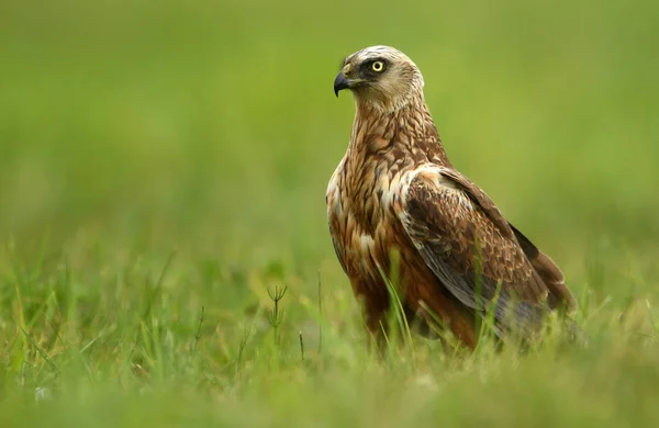 Macho Marsh Harrier Hábitat Natural — Foto de Stock