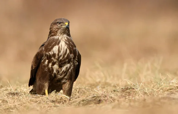 自然栖息地的美丽普通秃鹰 — 图库照片