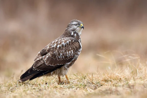 Bela Buzzard Comum Habitat Natural — Fotografia de Stock